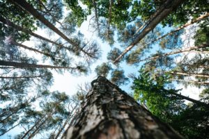 low angle photography of green trees during daytime
